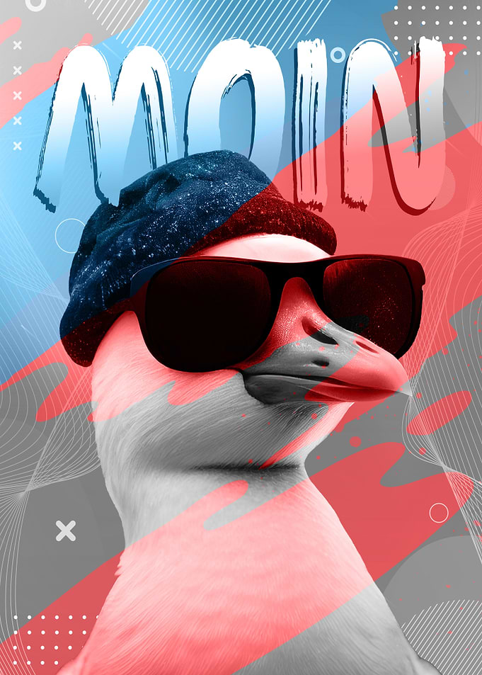 Moin Funny Seagull
