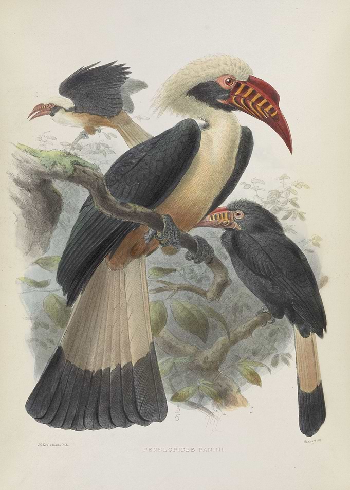 Penelopides Panini