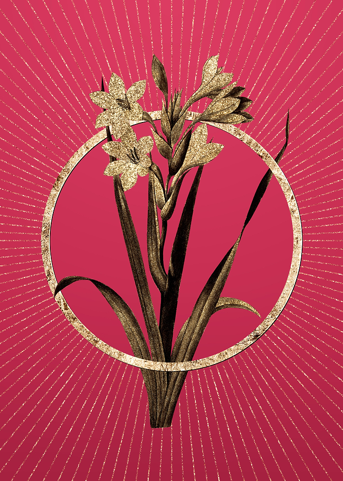 Gold Gladiolus Saccatus