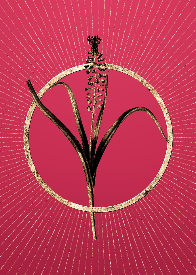 Grape Hyacinth on Magenta