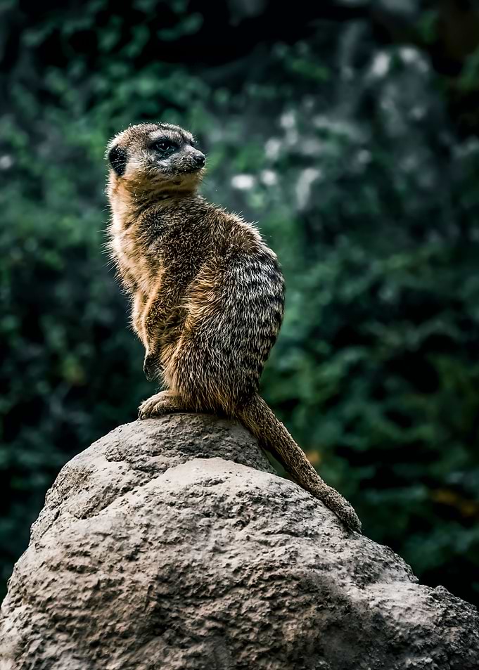 suricate