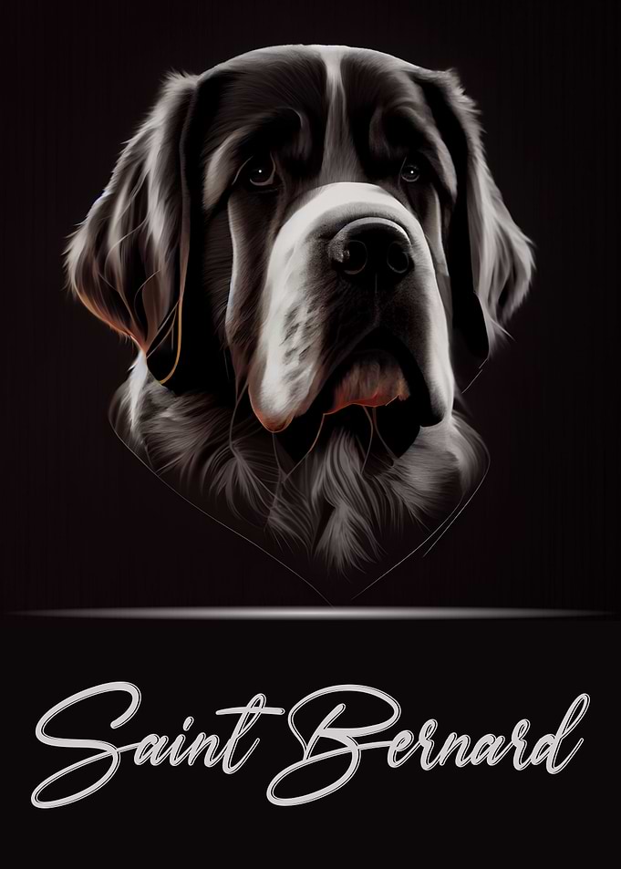 Elegant Saint Bernard