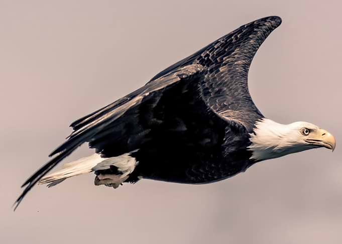 Determined Bald Eagle