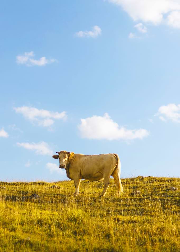 Cow