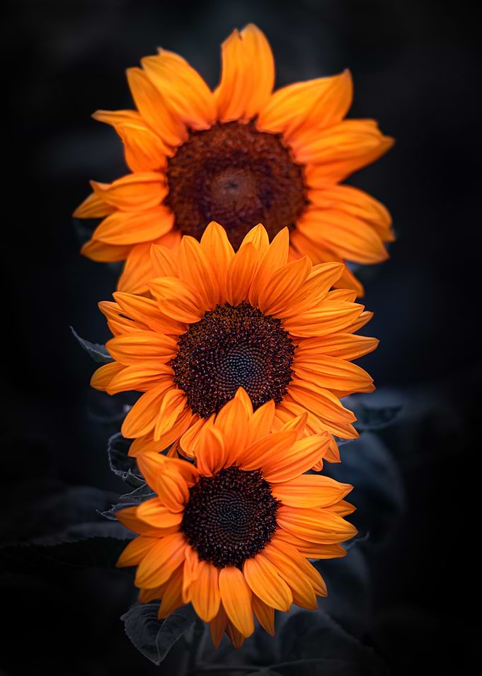 Yellow trio