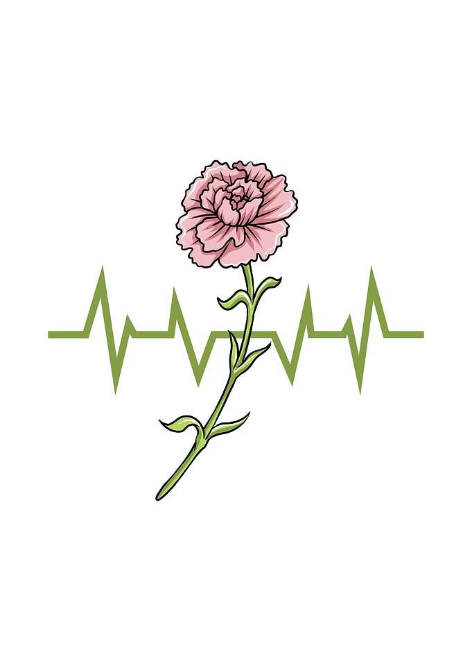 Flowers Carnation