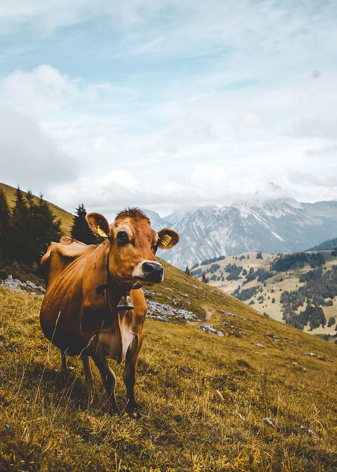 Cow