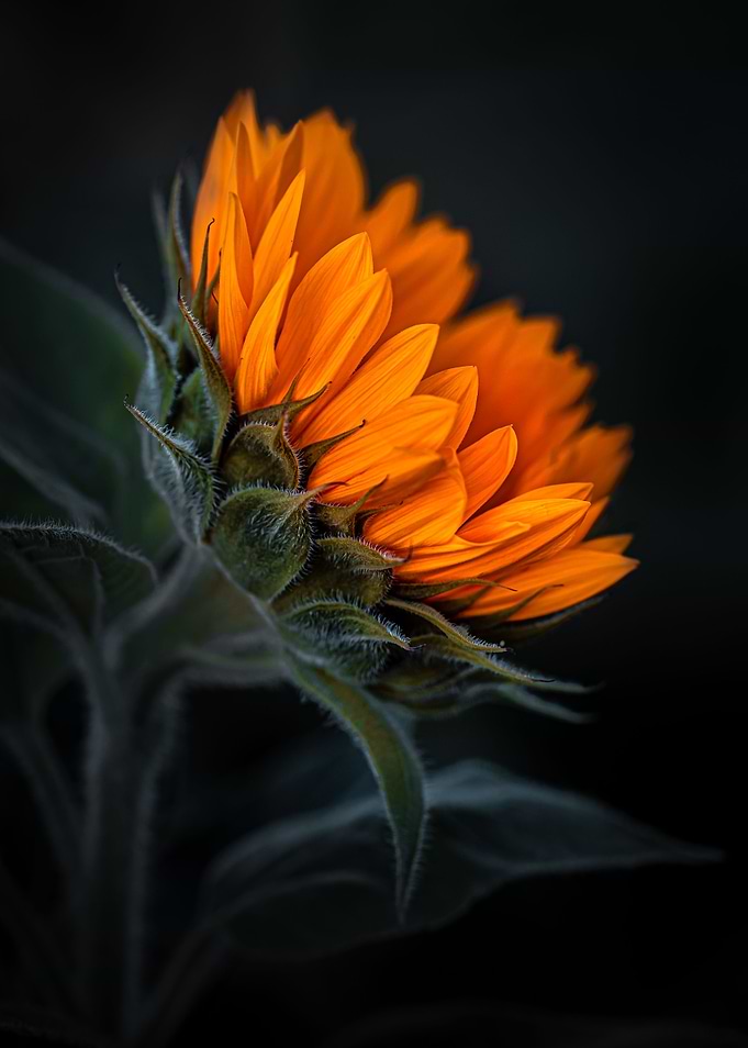 Summer sunflower
