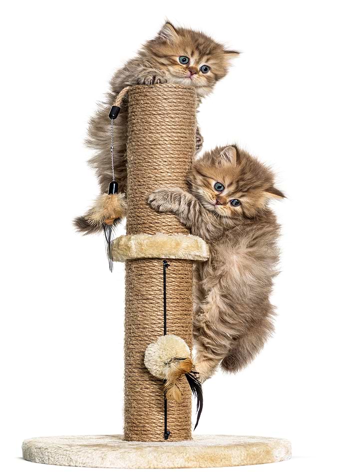 Animals
