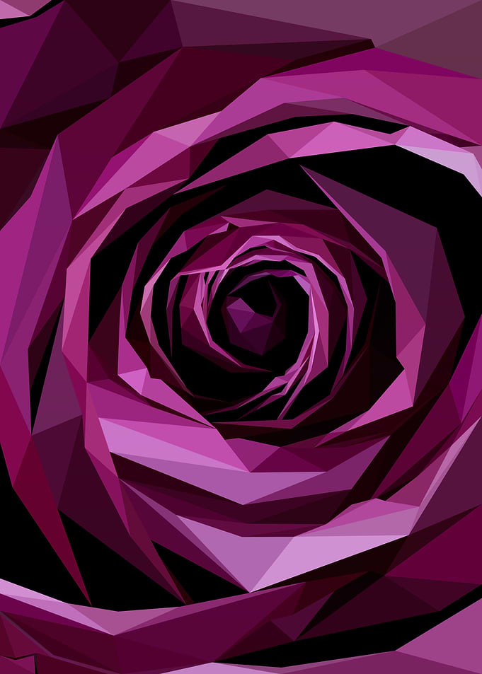 Close Up Violet Rose