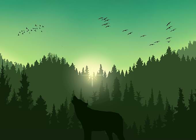 Sunrise Forest