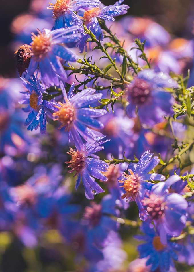Purple flowers