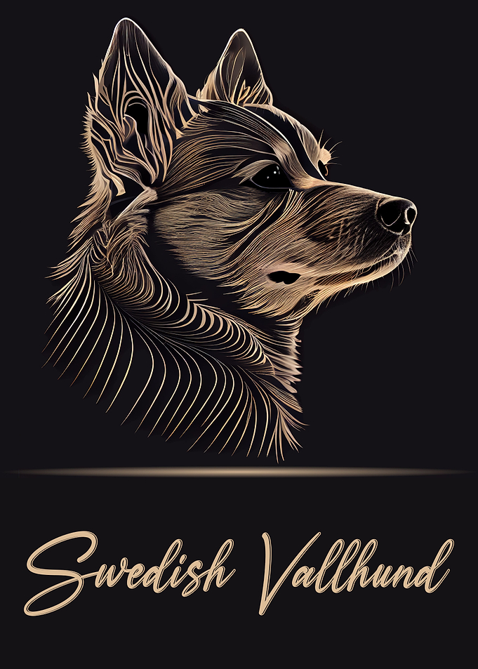 Swedish Vallhund