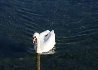 swan