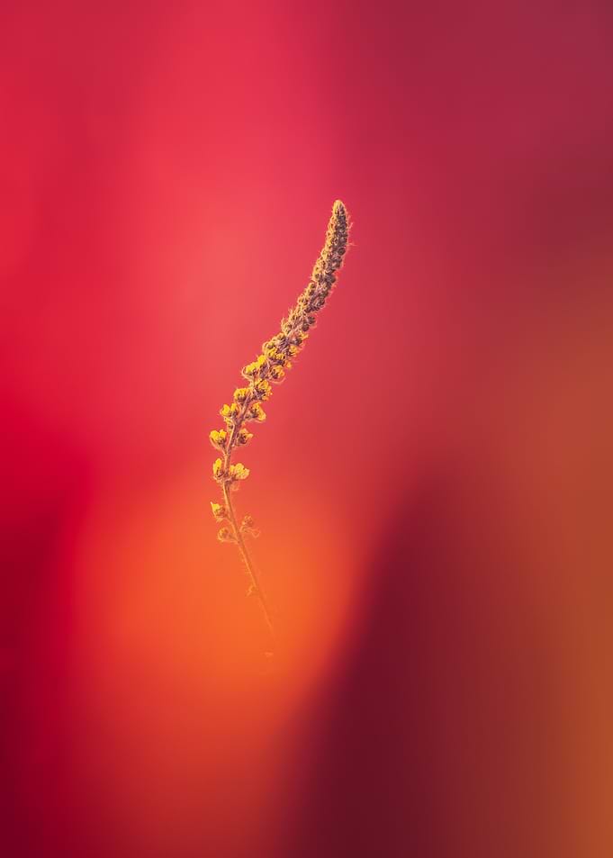 Summer Buds