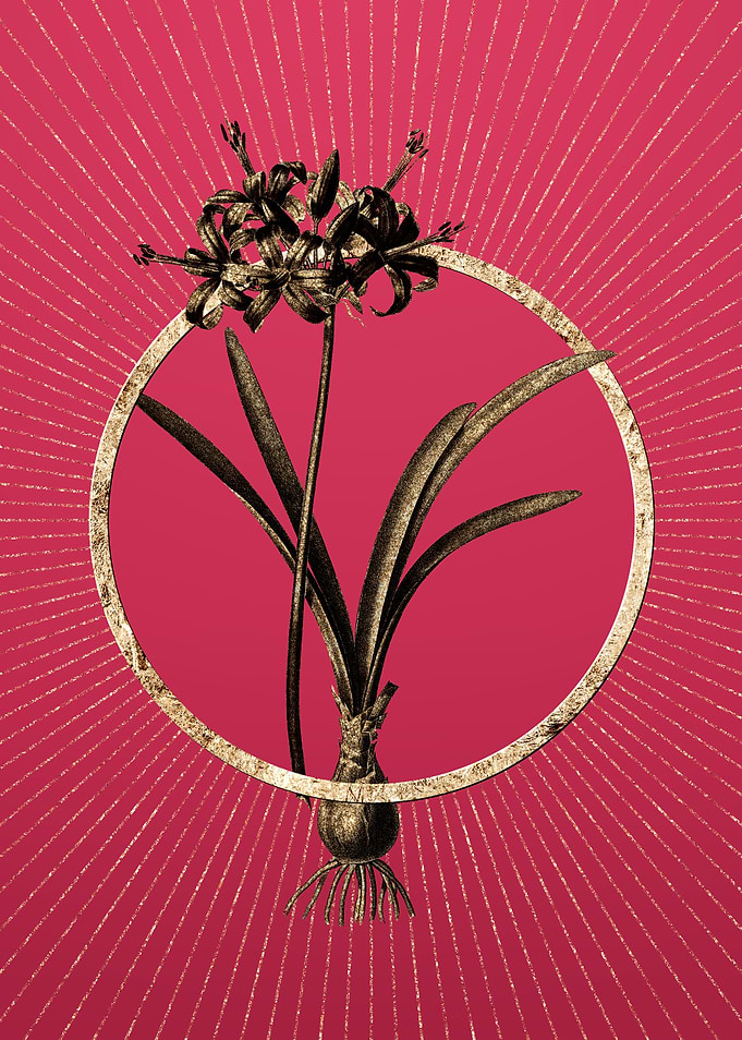 Viva Magenta Guernsey Lily