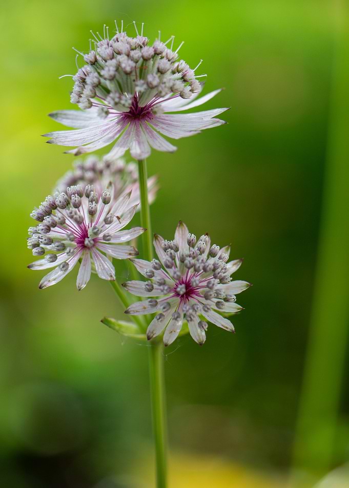 Blooming masterwort