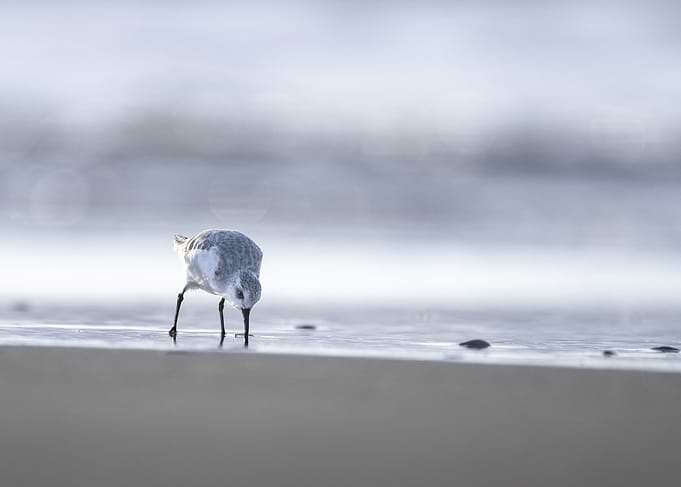 Sanderling bird on shore