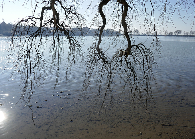 willow at the lake