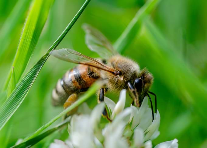 Bee on clover flower