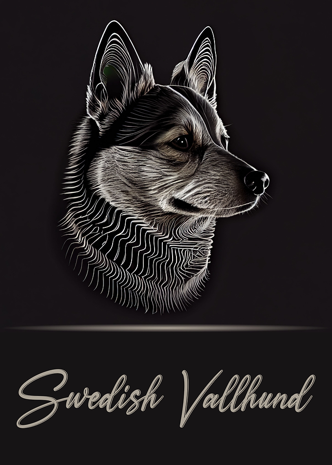 Adorable Swedish Vallhund