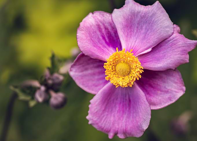 Pink flower