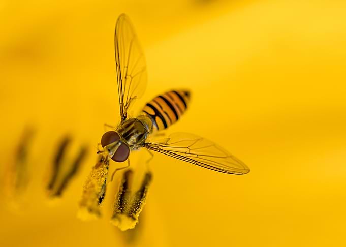 Wasp