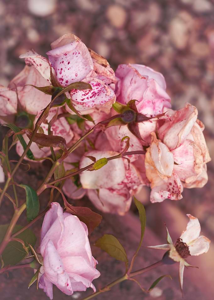 Pink roses