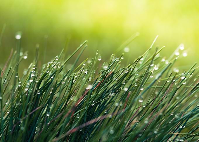 Perfect grass