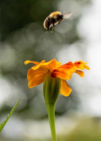 Bee in landing aproach