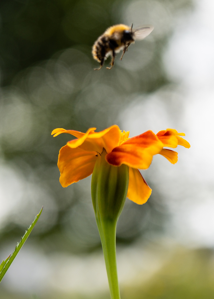 Bee in landing aproach