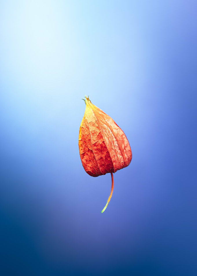Flower Bud