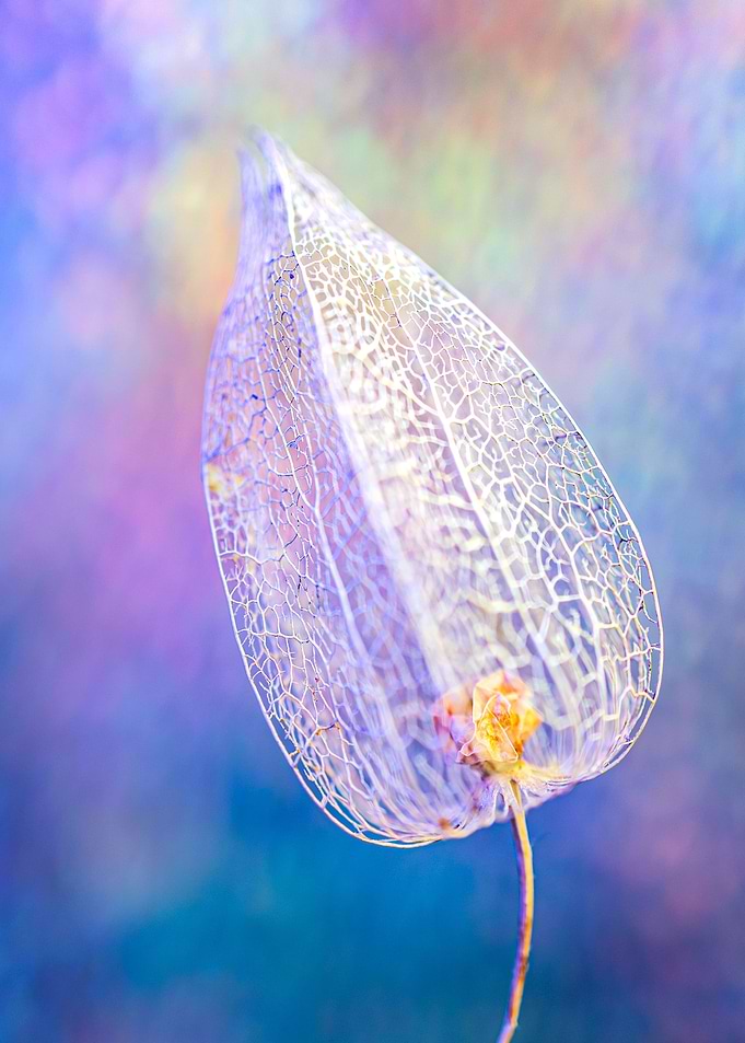White flower