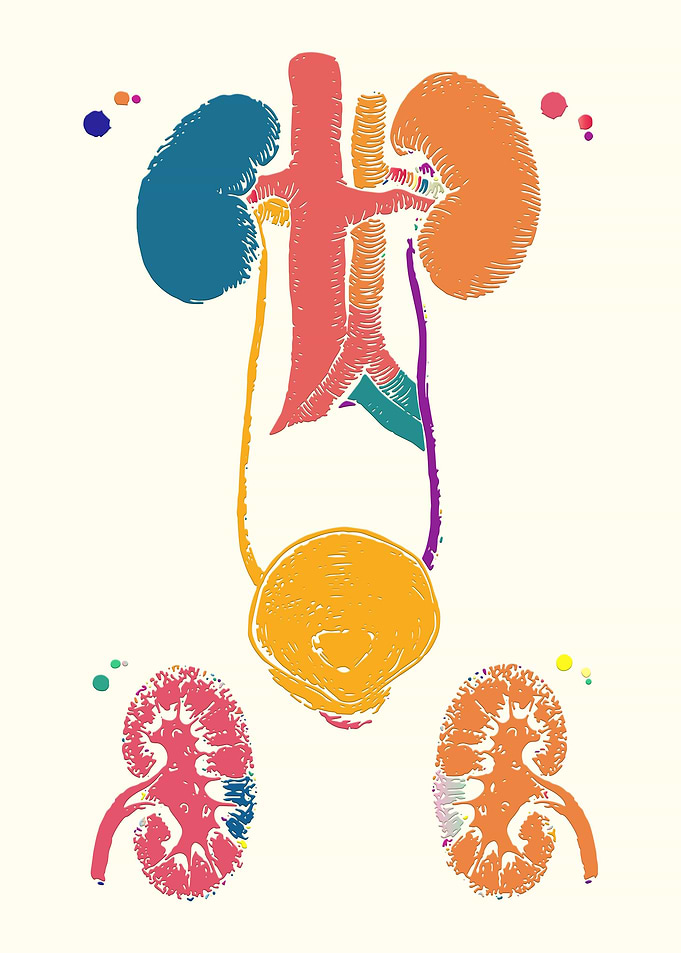 Urinary Tract Anatomy