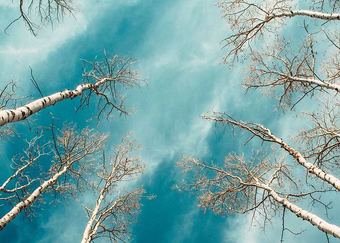 Aspen Tree Tops Colorado