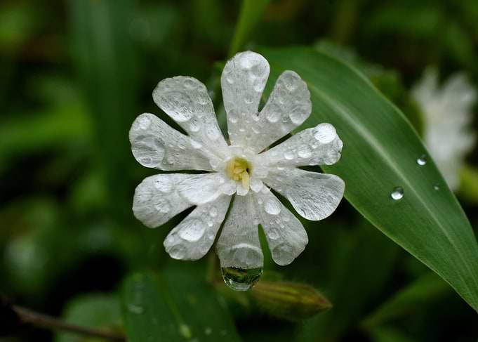 Morning Dew