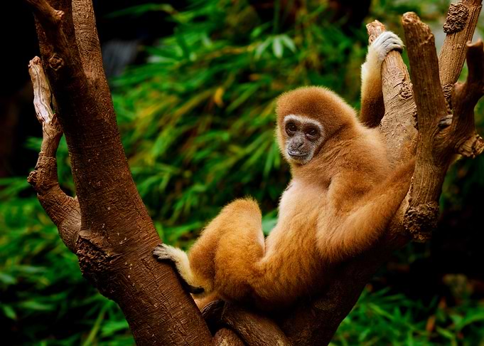 MONKEY