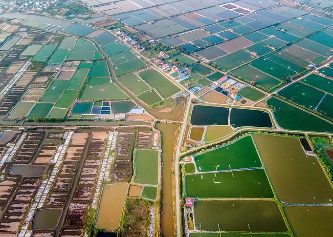 Shrimp farms in Vietnam