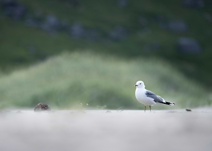 Seagull in Norway