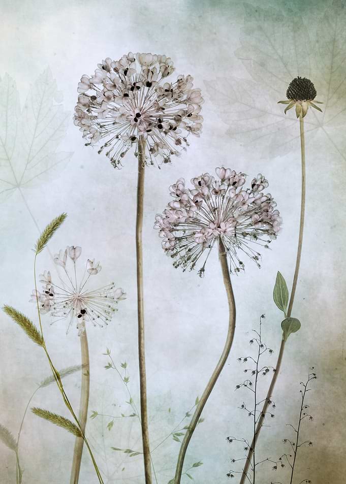 Allium