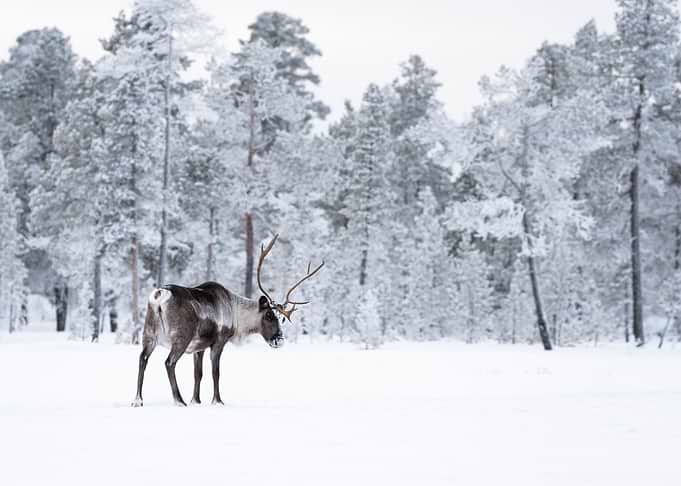 Reindeer in Lapland