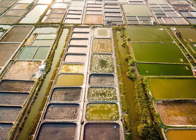 Shrimp farms in Vietnam