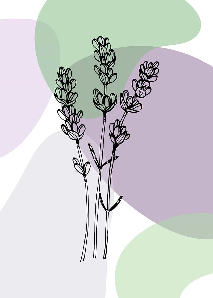 Lavender