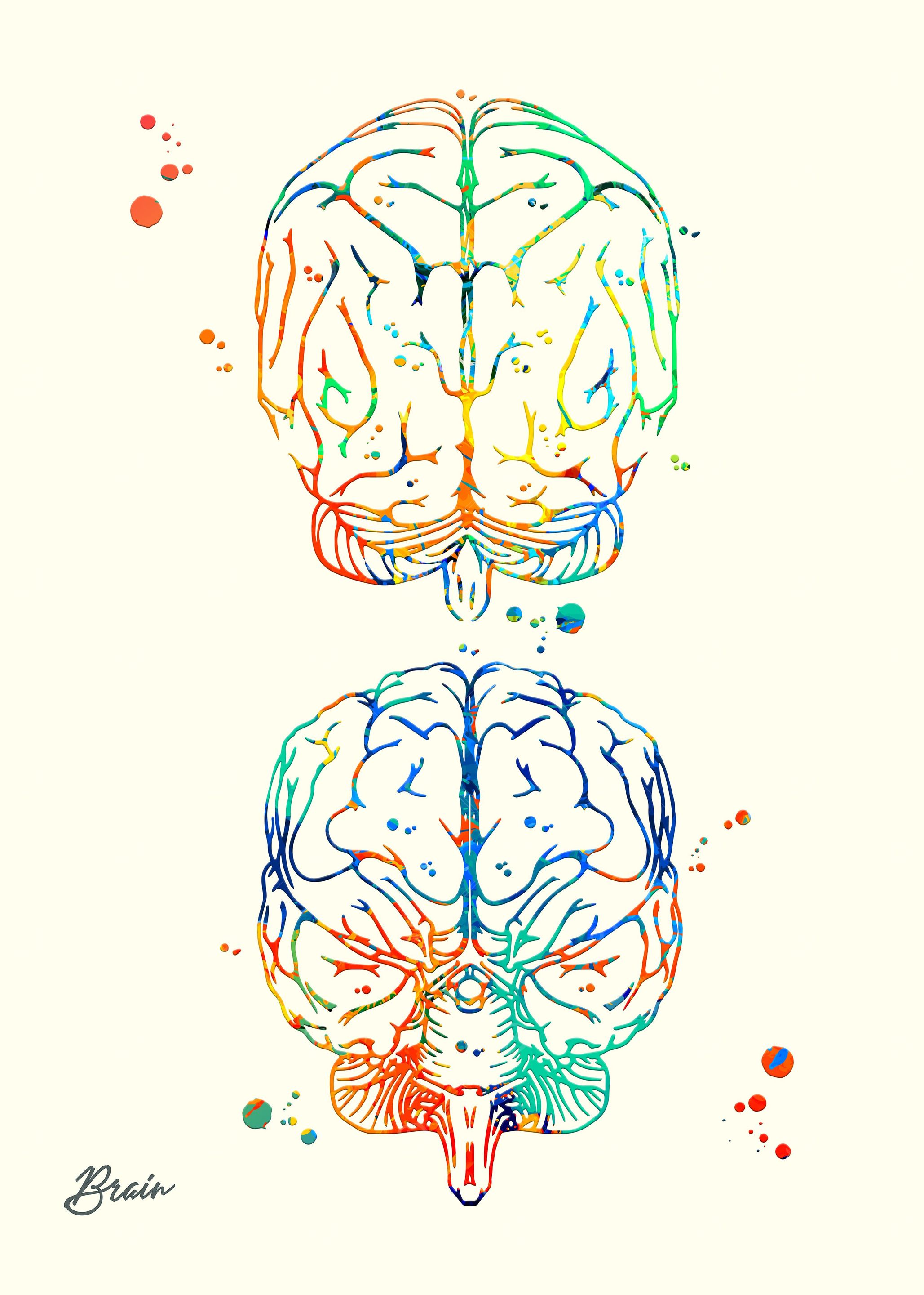 Brain