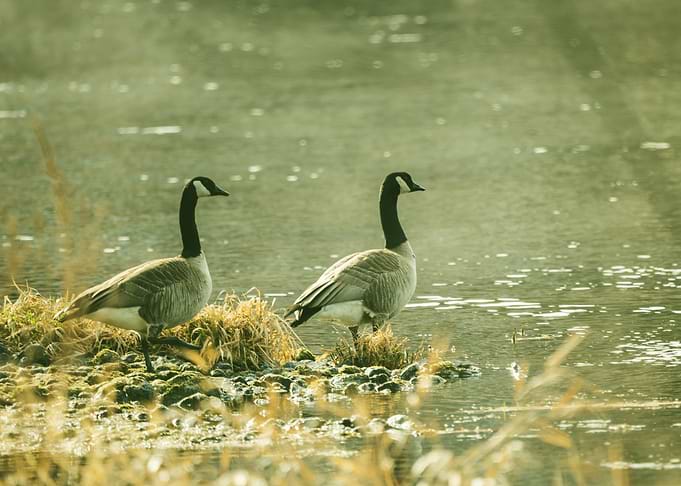 SWAN