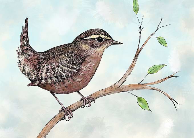 Drawing of a wren