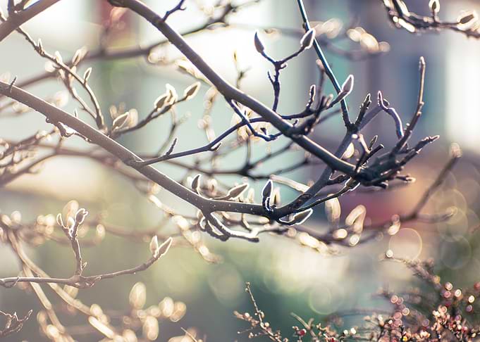 spring