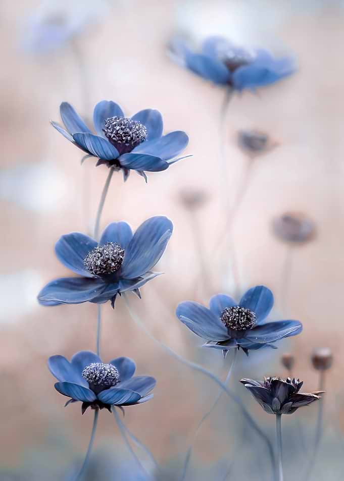 Blue Flowers