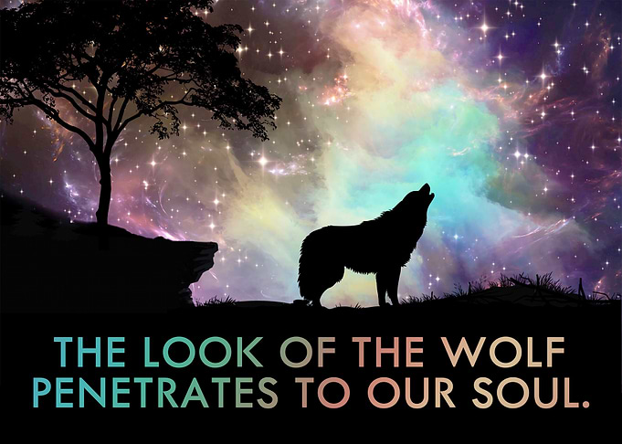 The look of the wolf