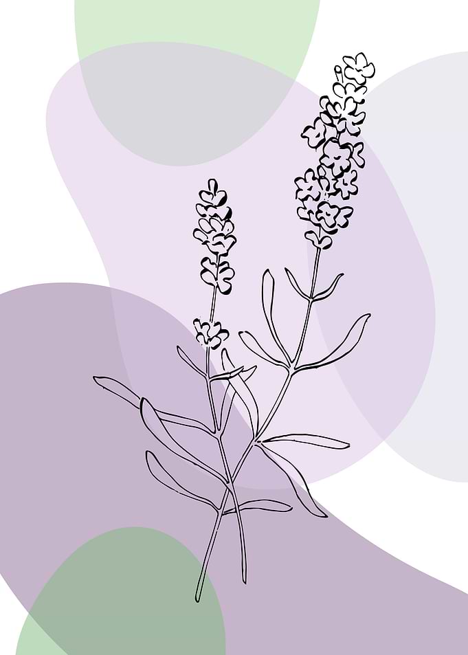 Lavender Minimalist